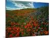 Colorful Field of Flowers-Gary Conner-Mounted Photographic Print