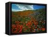 Colorful Field of Flowers-Gary Conner-Framed Stretched Canvas