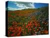 Colorful Field of Flowers-Gary Conner-Stretched Canvas