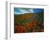 Colorful Field of Flowers-Gary Conner-Framed Photographic Print