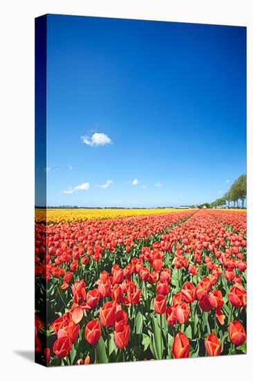 Colorful Field with Tulips and A Blue Sky-ptnphoto-Stretched Canvas