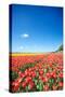 Colorful Field with Tulips and A Blue Sky-ptnphoto-Stretched Canvas