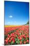 Colorful Field with Tulips and A Blue Sky-ptnphoto-Mounted Photographic Print