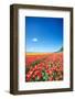 Colorful Field with Tulips and A Blue Sky-ptnphoto-Framed Photographic Print