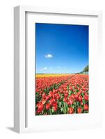 Colorful Field with Tulips and A Blue Sky-ptnphoto-Framed Photographic Print