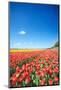 Colorful Field with Tulips and A Blue Sky-ptnphoto-Mounted Photographic Print
