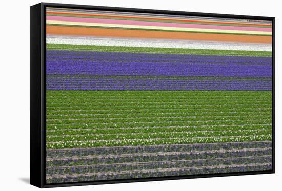 Colorful Fields of Tulips and Hyacinth in Netherland.-kirilstanchev-Framed Stretched Canvas