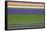 Colorful Fields of Tulips and Hyacinth in Netherland.-kirilstanchev-Framed Stretched Canvas