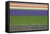 Colorful Fields of Tulips and Hyacinth in Netherland.-kirilstanchev-Framed Stretched Canvas