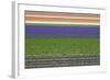 Colorful Fields of Tulips and Hyacinth in Netherland.-kirilstanchev-Framed Photographic Print