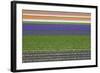 Colorful Fields of Tulips and Hyacinth in Netherland.-kirilstanchev-Framed Photographic Print