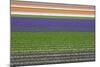 Colorful Fields of Tulips and Hyacinth in Netherland.-kirilstanchev-Mounted Photographic Print