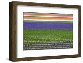 Colorful Fields of Tulips and Hyacinth in Netherland.-kirilstanchev-Framed Photographic Print