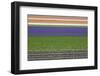 Colorful Fields of Tulips and Hyacinth in Netherland.-kirilstanchev-Framed Photographic Print