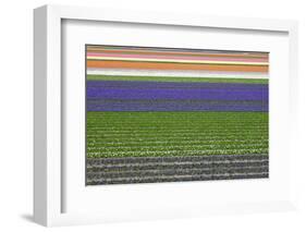 Colorful Fields of Tulips and Hyacinth in Netherland.-kirilstanchev-Framed Photographic Print