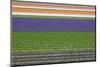 Colorful Fields of Tulips and Hyacinth in Netherland.-kirilstanchev-Mounted Photographic Print