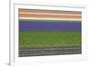 Colorful Fields of Tulips and Hyacinth in Netherland.-kirilstanchev-Framed Photographic Print