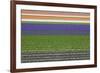 Colorful Fields of Tulips and Hyacinth in Netherland.-kirilstanchev-Framed Photographic Print