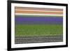 Colorful Fields of Tulips and Hyacinth in Netherland.-kirilstanchev-Framed Photographic Print