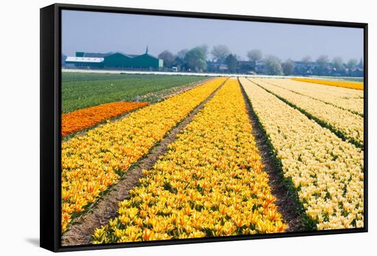 Colorful Fields with Small Tulips-Colette2-Framed Stretched Canvas