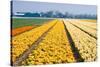 Colorful Fields with Small Tulips-Colette2-Stretched Canvas