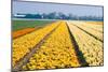 Colorful Fields with Small Tulips-Colette2-Mounted Photographic Print