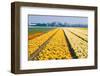 Colorful Fields with Small Tulips-Colette2-Framed Photographic Print