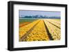 Colorful Fields with Small Tulips-Colette2-Framed Photographic Print