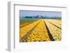 Colorful Fields with Small Tulips-Colette2-Framed Photographic Print