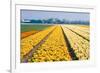 Colorful Fields with Small Tulips-Colette2-Framed Photographic Print