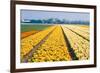 Colorful Fields with Small Tulips-Colette2-Framed Photographic Print