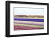 Colorful Fields-Frouwina H. van Hateren-Framed Photographic Print