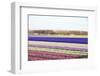 Colorful Fields-Frouwina H. van Hateren-Framed Photographic Print