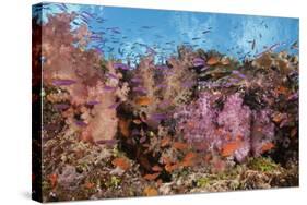 Colorful Fiji Coral Reef-Reinhard Dirscherl-Stretched Canvas