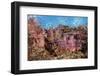 Colorful Fiji Coral Reef-Reinhard Dirscherl-Framed Photographic Print