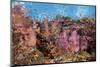 Colorful Fiji Coral Reef-Reinhard Dirscherl-Mounted Photographic Print