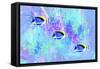 Colorful Fish 4A-Ata Alishahi-Framed Stretched Canvas