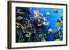 Colorful Fish and Coral - Aloha-Lantern Press-Framed Art Print