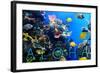 Colorful Fish and Coral - Aloha-Lantern Press-Framed Art Print