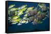 Colorful Fish of the Coral Reef.-Stephen Frink-Framed Stretched Canvas