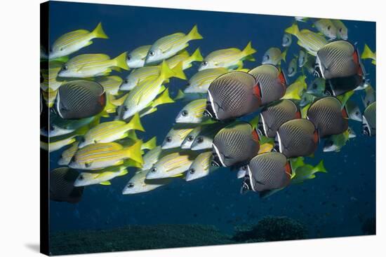 Colorful Fish of the Coral Reef.-Stephen Frink-Stretched Canvas