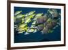 Colorful Fish of the Coral Reef.-Stephen Frink-Framed Photographic Print