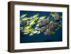 Colorful Fish of the Coral Reef.-Stephen Frink-Framed Photographic Print