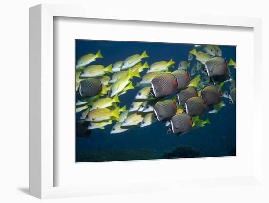 Colorful Fish of the Coral Reef.-Stephen Frink-Framed Photographic Print