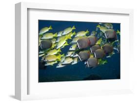 Colorful Fish of the Coral Reef.-Stephen Frink-Framed Photographic Print