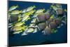 Colorful Fish of the Coral Reef.-Stephen Frink-Mounted Photographic Print