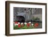 Colorful flower and old brick building, Bruges, Belgium-Susan Pease-Framed Photographic Print