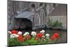 Colorful flower and old brick building, Bruges, Belgium-Susan Pease-Mounted Photographic Print