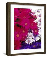 Colorful Flower Collection at Manitow Park Greenhouse, Spokane, Washington, USA-Brent Bergherm-Framed Photographic Print