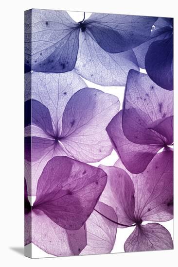 Colorful Flower Petal Closeup-maaram-Stretched Canvas